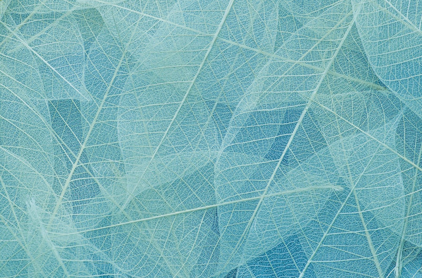 The image shows a pattern of overlapping translucent leaves in shades of light blue with intricate vein details throughout the surface.