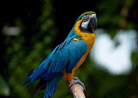 A vibrant blue and yellow parrot perched on a branch with a blurred green background.