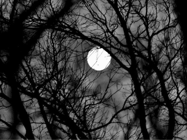 A bright full moon shines through tangled bare tree branches in a moody black-and-white night sky.
